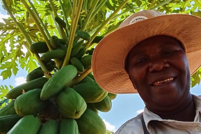 Zimbabwe: Driving climate justice through horticulture and fruit farming at local level in Ward 14, Bubi District