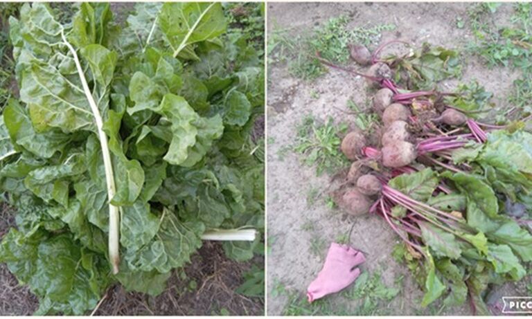 South Africa: Roots of Resistance: Cultivating food security to combat GBV