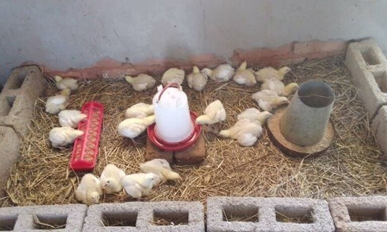 Zimbabwe: Empowering Youth- Building Futures for All