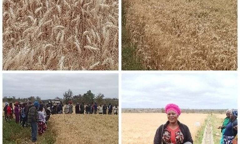 Zimbabwe: Attaining vision 2030 through women and youth empowerment