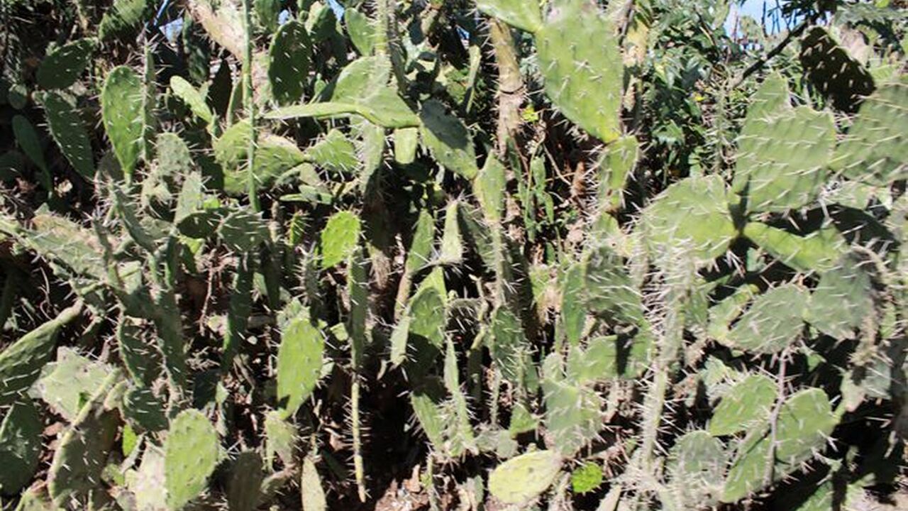 Rural municipality of Maroalopoty