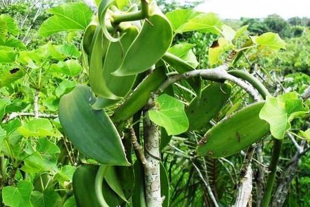 Anjinjaomby Rural Municipality