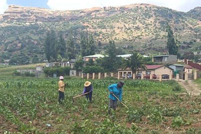 Lesotho: Exploitation of women during weeding season