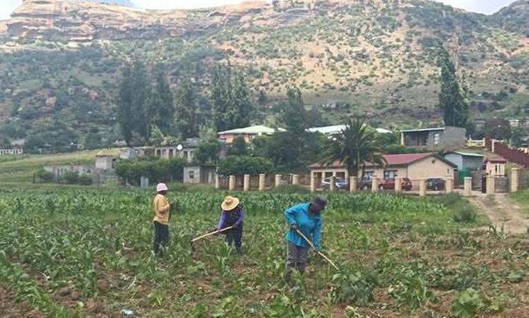Lesotho: Exploitation of women during weeding season