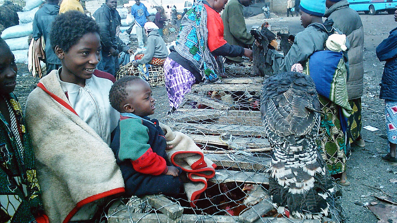 Sunrise campaign Zambia