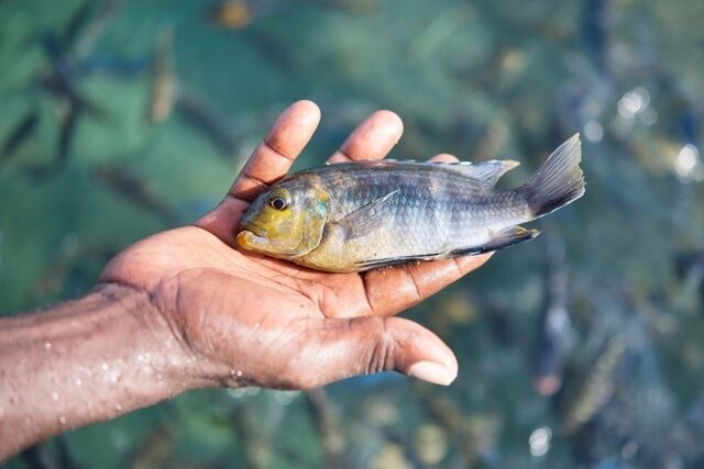Malawi: Women challenging Lake Malawi exploitation