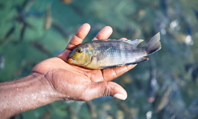 Malawi: Women challenging Lake Malawi exploitation