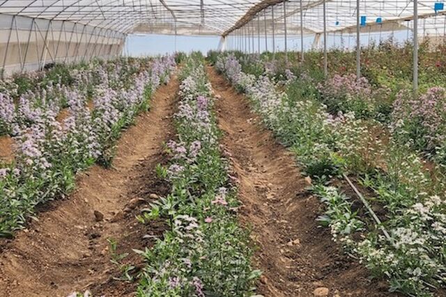 Rudo Mafukidze - multifaceted entrepreneur