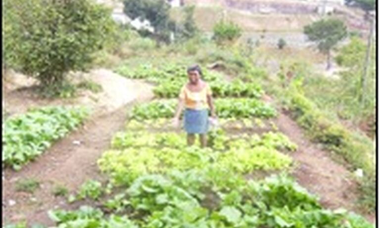 Ny fanentanana ny vehivavy handray anjara amnin ’ny fampandrosoana (miaraka amin ’ny antoko politika OBAMA)